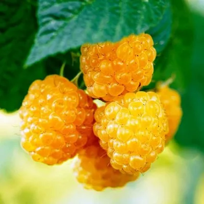 Малина МЕДОВАЯ  Малина МЕДОВАЯ в Коломне