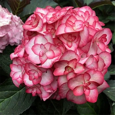 Гортензия Ю ЭНД МИ МИСС САОРИ крупнолистная в Коломне