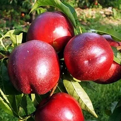 НЕКТАРИН МЕДВЕДЕВСКИЙ