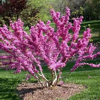 ЦЕРЦИС канадский   ЦЕРЦИС канадский  в Коломне