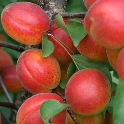 Абрикос НЬЮ-ДЖЕРСИ  Абрикос НЬЮ-ДЖЕРСИ в Коломне