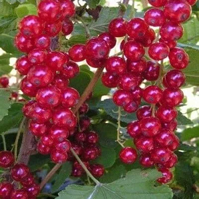 Смородина красная ПУРПУРНАЯ  Смородина красная ПУРПУРНАЯ в Коломне