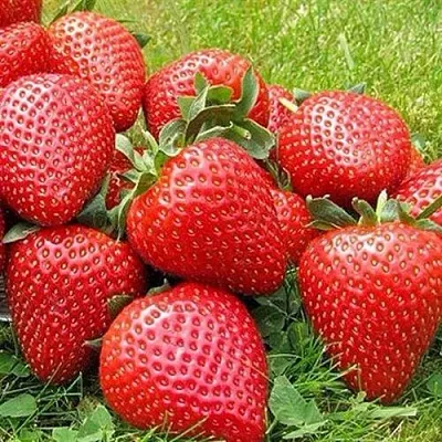 Клубника ЭЛИАНЕ  Клубника ЭЛИАНЕ в Коломне