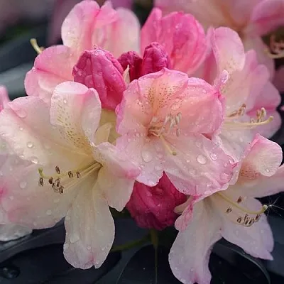 Рододендрон ПЕРСИ ВАЙСМАН  Рододендрон ПЕРСИ ВАЙСМАН в Коломне