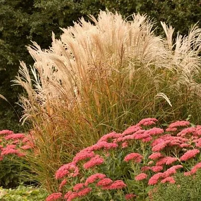 Злаки в Коломне