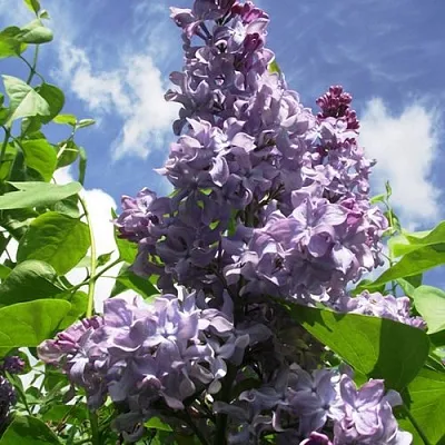 Сирень КРЫЛЬЯ НАДЕЖДЫ  Сирень КРЫЛЬЯ НАДЕЖДЫ в Коломне