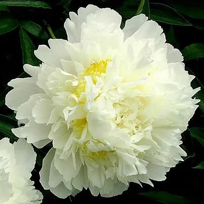 Пион ЗОЛОТОЙ ОРЕОЛ травянистый  Пион ЗОЛОТОЙ ОРЕОЛ травянистый в Коломне