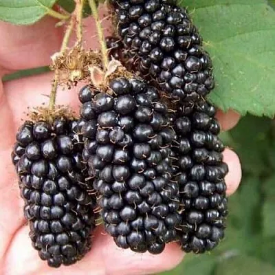 Ежевика ЛОХ НЕСС бесшипная  Ежевика ЛОХ НЕСС бесшипная в Коломне