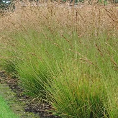 Молиния ПОЛ ПЕТЕРСОН голубая в Коломне