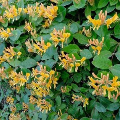 Жимолость ТЕЛЬМАНА в Коломне