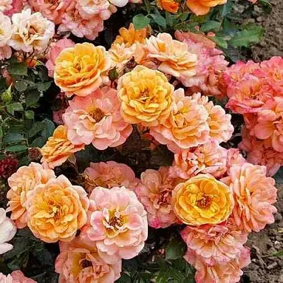 Саженцы роз ЭПРИКОТ КЛЕМЕНТИНА миниатюрная в Коломне