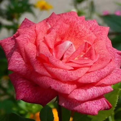 Саженцы роз ПЬЕР КАРДЕН чайно-гибридная в Коломне