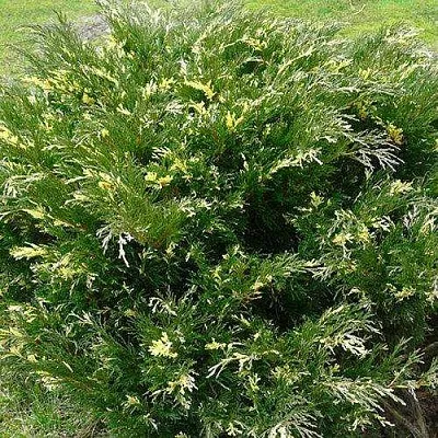 Можжевельник АНДОРА ВАРИЕГАТА горизонтальный  Можжевельник АНДОРА ВАРИЕГАТА горизонтальный в Коломне