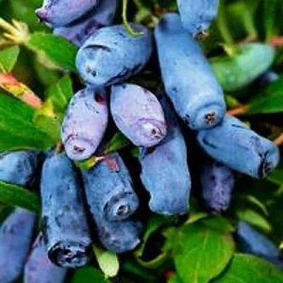 Жимолость съедобная ВОЛХОВА в Коломне