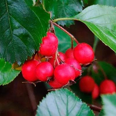 Боярышник ЛЮДМИЛ  Боярышник ЛЮДМИЛ в Коломне