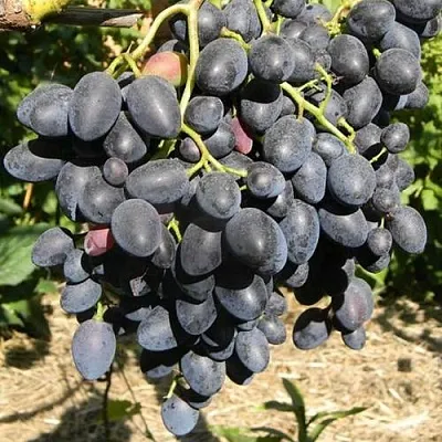 Виноград НАДЕЖДА АЗОС  Виноград НАДЕЖДА АЗОС в Коломне