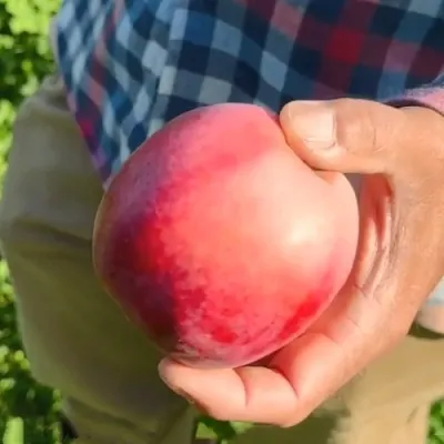 Яблоня АЗЕРБАЙДЖАНЕЦ декоративная в Коломне