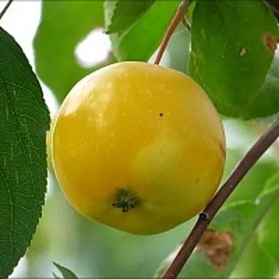 Яблоня КИТАЙКА ЖЁЛТАЯ колонновидная  Яблоня КИТАЙКА ЖЁЛТАЯ колонновидная в Коломне