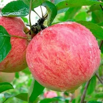 Яблоня КОРИЧНОЕ ПОЛОСАТОЕ в Коломне