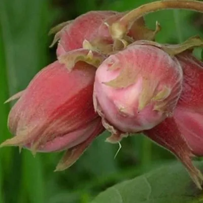 Фундук АКАДЕМИК ЯБЛОКОВ в Коломне