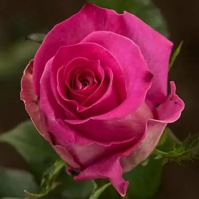 Саженцы роз ТОПАЗ чайно-гибридная в Коломне