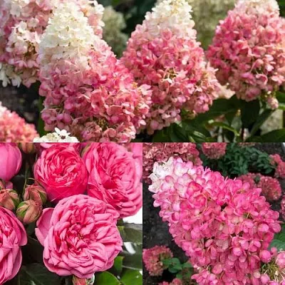 Комплект МАЛИНОВЫЙ ДЕСЕРТ в Коломне