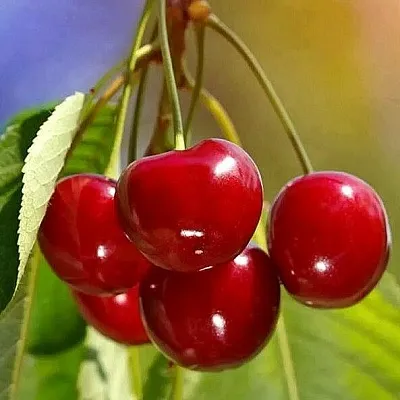 Черешня ТЕРЕМОШКА  Черешня ТЕРЕМОШКА в Коломне