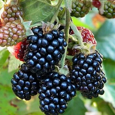 Ежевика ОУАЧИТА бесшипная  Ежевика ОУАЧИТА бесшипная в Коломне