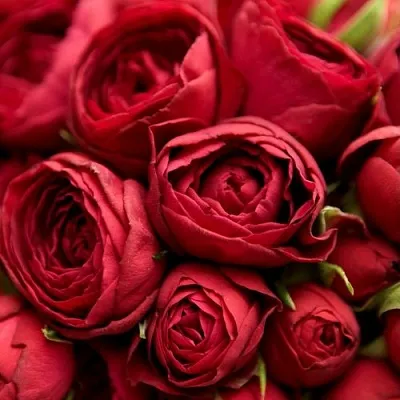 Саженцы роз РЕД ЛЕЙС спрей  Саженцы роз РЕД ЛЕЙС спрей в Коломне