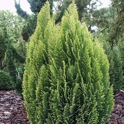 Кипарисовик ЭЛВУДИ ЭМПАЙР лавсана  Кипарисовик ЭЛВУДИ ЭМПАЙР лавсана в Коломне