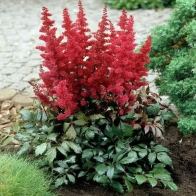 Астильба МОНТГОМЕРИ японская — описание сорта Астильба МОНТГОМЕРИ японская в Коломне