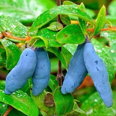 Жимолость съедобная МОРЕНА в Коломне