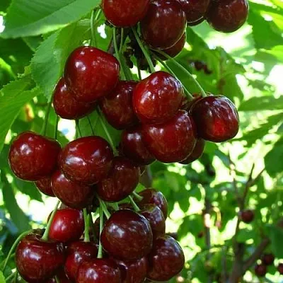 Вишня ВОСТОРГ колонновидная  Вишня ВОСТОРГ колонновидная в Коломне