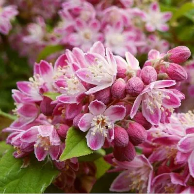 Дейция СТРОБЕРРИ ФИЛДС   Дейция СТРОБЕРРИ ФИЛДС  в Коломне