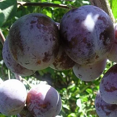 Слива РЕНКЛОД ХАРИТОНОВОЙ  Слива РЕНКЛОД ХАРИТОНОВОЙ в Коломне