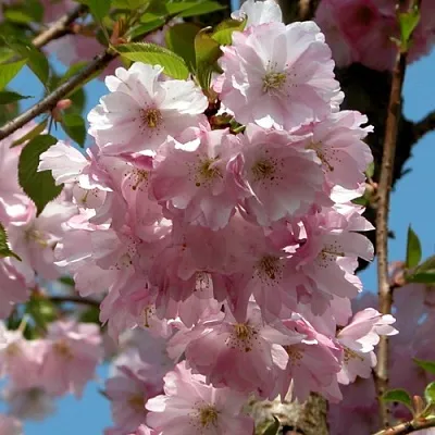 Вишня АККОЛЕЙД цветущая  Вишня АККОЛЕЙД цветущая в Коломне