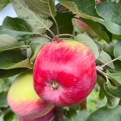 Яблоня АРБАТ колонновидная в Коломне