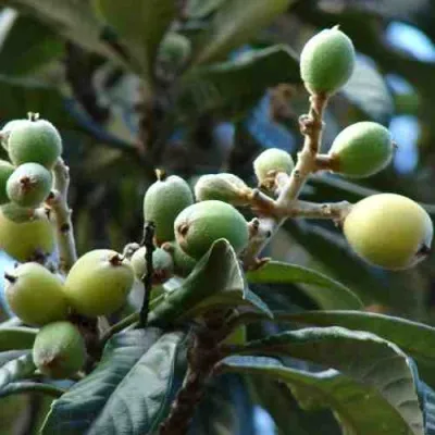 МУШМУЛА  в Коломне