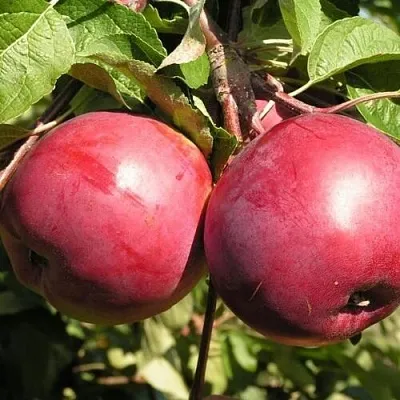 Яблоня ДАРУНАК в Коломне