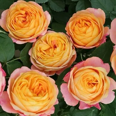 Саженцы роз БЕБИ РОМАНТИКА миниатюрная в Коломне