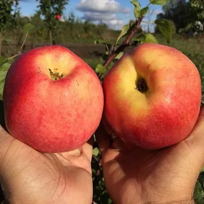 Яблоня КОВРОВОЕ стелющаяся в Коломне