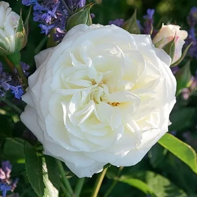 Саженцы роз АЛАБАСТЕР флорибунда  Саженцы роз АЛАБАСТЕР флорибунда в Коломне