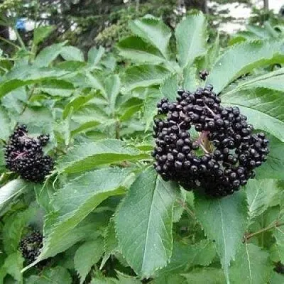 Бузина черная КЛАДЗЕЗЬ  Бузина черная КЛАДЗЕЗЬ в Коломне