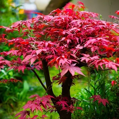 Клен дланевидный АТРОПУРПУРЕУМ  Клен дланевидный АТРОПУРПУРЕУМ в Коломне