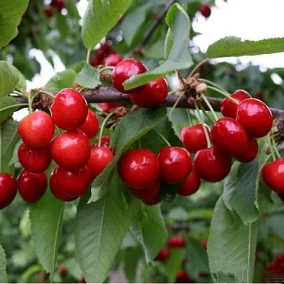 Черешня ДОНЕЦКАЯ КРАСАВИЦА  Черешня ДОНЕЦКАЯ КРАСАВИЦА в Коломне