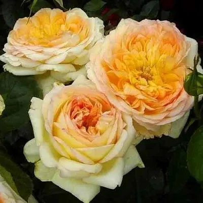 Саженцы роз АЛЬФОНС ДОДЕ чайно-гибридная в Коломне