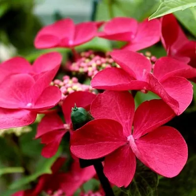 Гортензия РОТШВАНЦ крупнолистная  Гортензия РОТШВАНЦ крупнолистная в Коломне