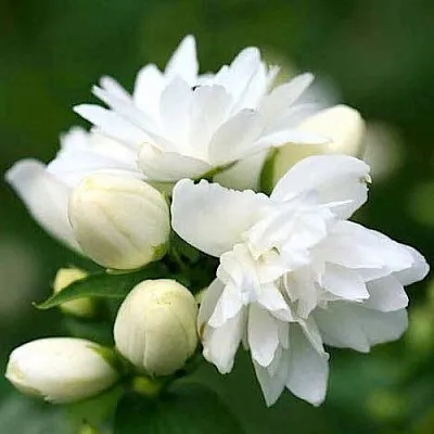 Жасмин ШНЕЕШТРУМ  Жасмин ШНЕЕШТРУМ в Коломне