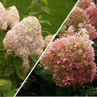 Комплект НЕЖНЫЕ ЧУВСТВА в Коломне