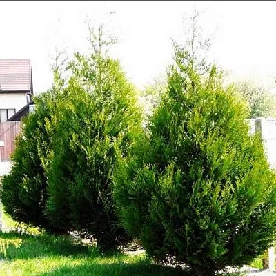 Туя АТРОВИРЕНС складчатая  Туя АТРОВИРЕНС складчатая в Коломне